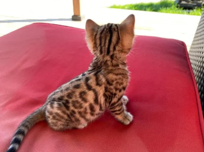 Chatons bengal de très haute qualité pure race thumbnail 2