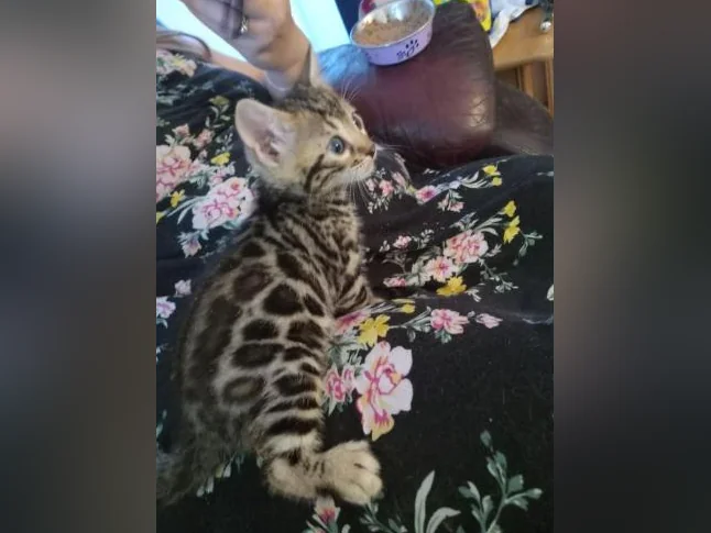 Chatons bengal de très haute qualité pure race thumbnail 3
