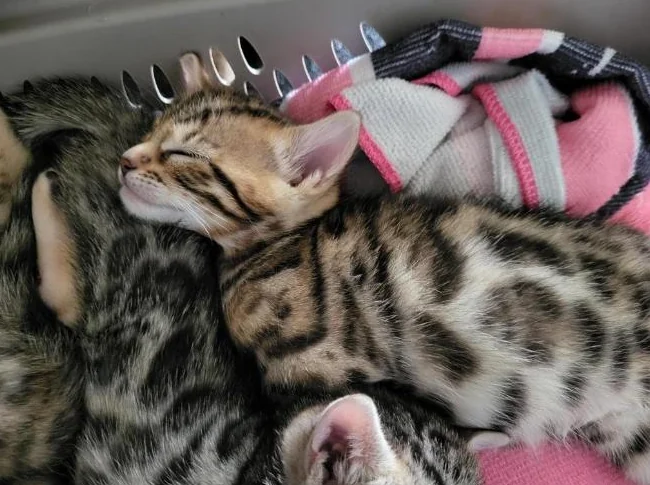 Chatons bengal de très haute qualité pure race thumbnail 4