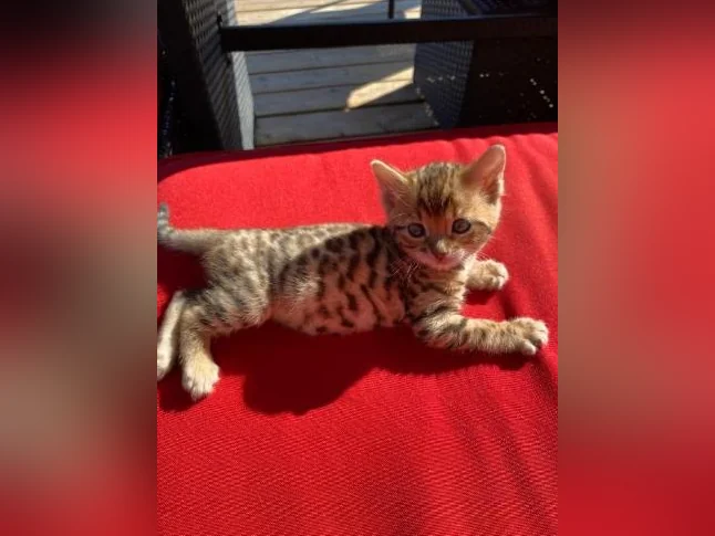 Chatons bengal de très haute qualité pure race