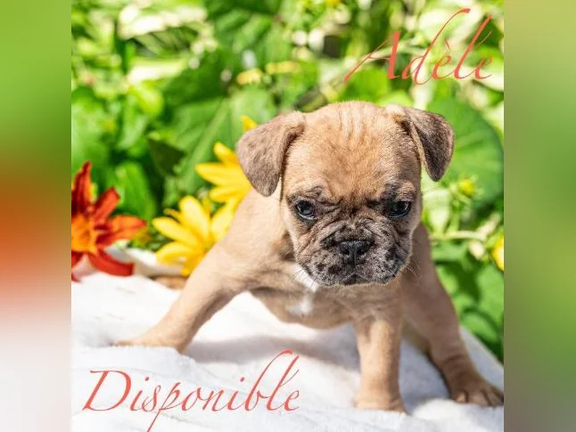 Chiot Bouledogue français thumbnail 7