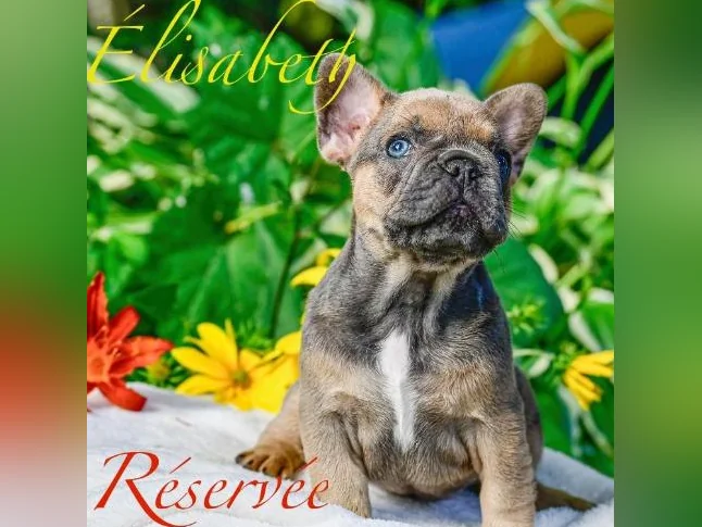 Chiot Bouledogue français