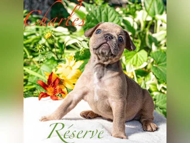 Chiot Bouledogue français thumbnail 5