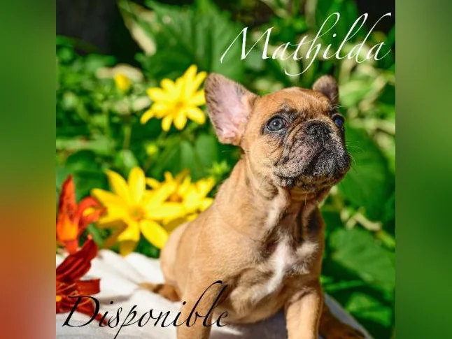 Chiot Bouledogue français thumbnail 2