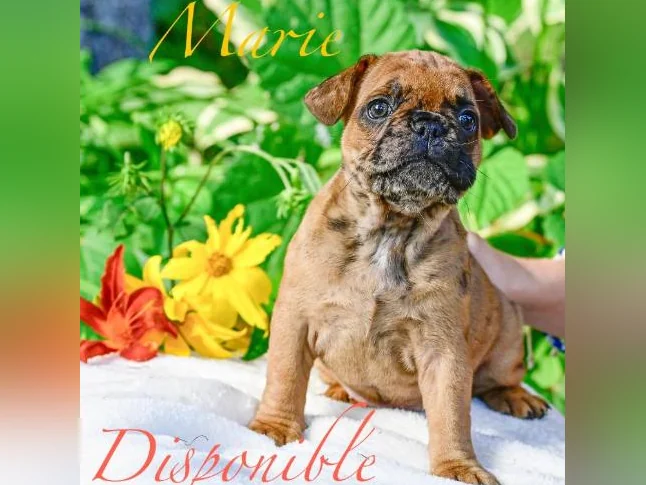 Chiot Bouledogue français thumbnail 6