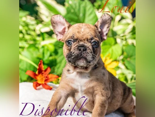 Chiot Bouledogue français thumbnail 3