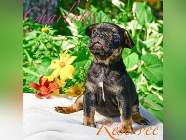 Chiot Bouledogue français thumbnail 4