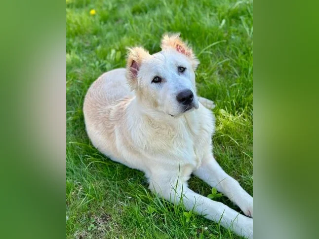 Chiots Alabaï Pure Race – Chiens de Protection et de Ferme – Lignée Européenne— offerte avec une grande réduction ! thumbnail 5