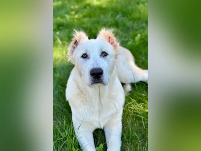 Chiots Alabaï Pure Race – Chiens de Protection et de Ferme – Lignée Européenne— offerte avec une grande réduction ! thumbnail 2
