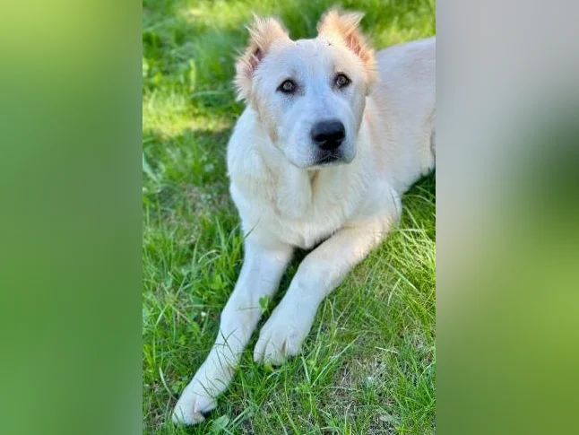 Chiots Alabaï Pure Race – Chiens de Protection et de Ferme – Lignée Européenne— offerte avec une grande réduction ! thumbnail 3