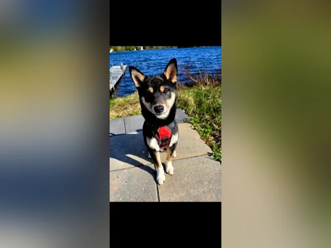 Shiba inu Noir et Feu