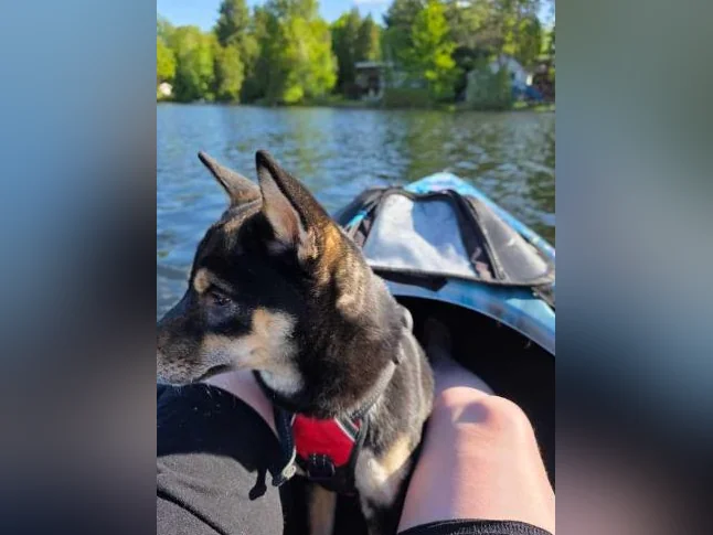 Shiba inu Noir et Feu thumbnail 2