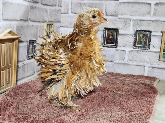 Poules et poussins de différentes races pure disponible. œufs féconds également thumbnail 10