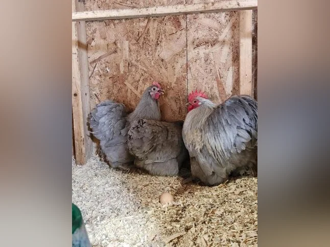 Poules et poussins de différentes races pure disponible. œufs féconds également thumbnail 5