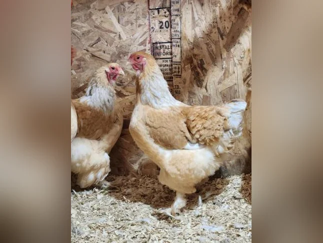 Poules et poussins de différentes races pure disponible. œufs féconds également