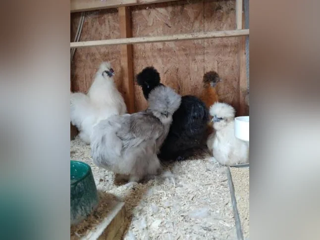 Poules et poussins de différentes races pure disponible. œufs féconds également thumbnail 6