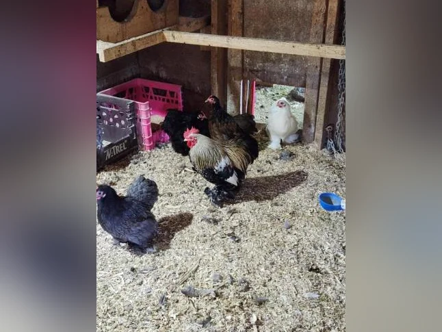 Poules et poussins de différentes races pure disponible. œufs féconds également thumbnail 9