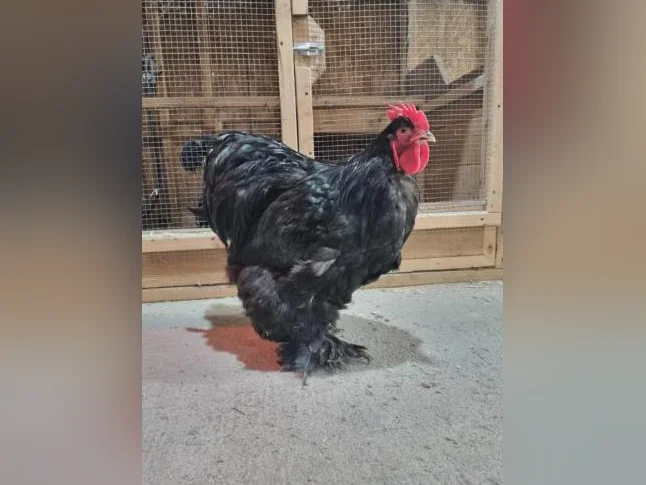 Poules et poussins de différentes races pure disponible. œufs féconds également thumbnail 2