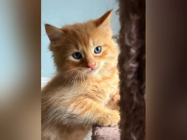 Chatons cuvée 2026 thumbnail 9