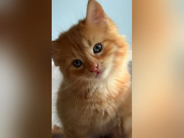 Chatons cuvée 2026