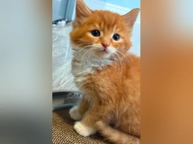 Chatons cuvée 2026 thumbnail 3