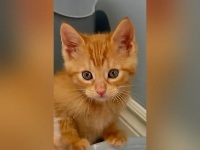 Chatons cuvée 2026 thumbnail 2