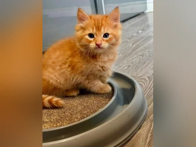 Chatons cuvée 2026 thumbnail 4