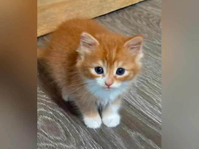 Chatons cuvée 2026 thumbnail 7