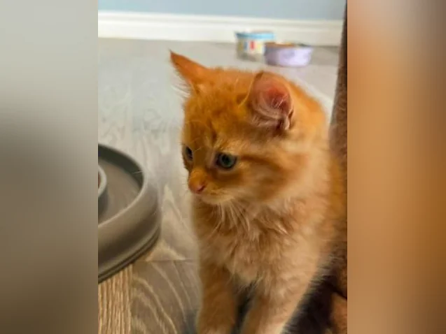 Chatons cuvée 2026 thumbnail 10