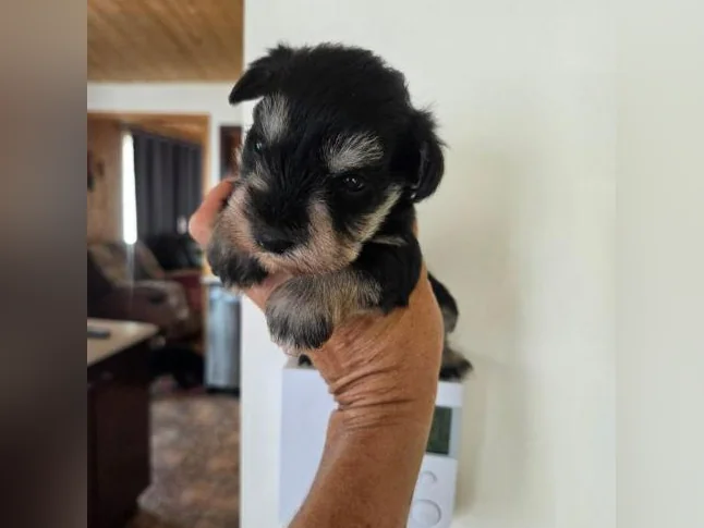 Schnauzer nain mâle noir et argent