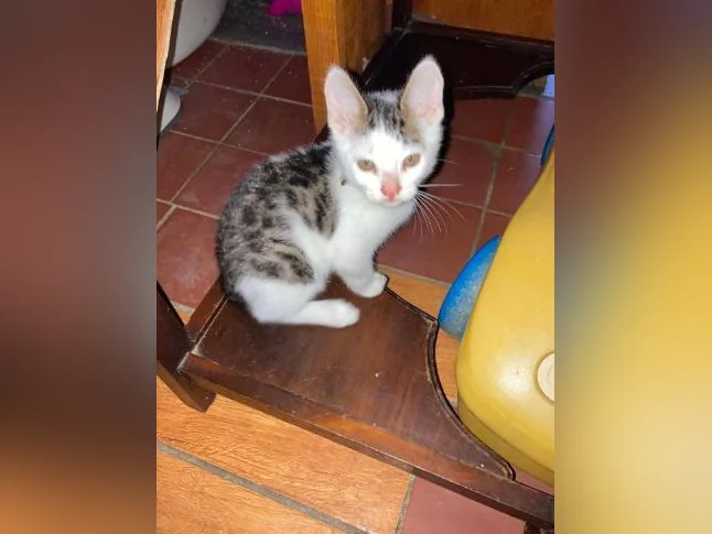Chaton lynx bingal