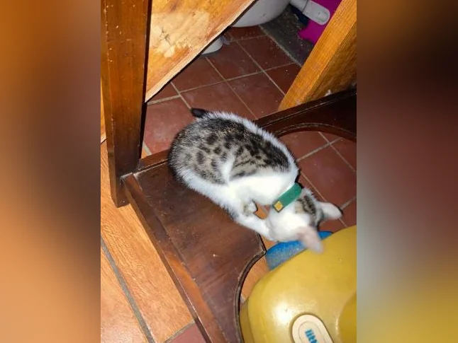 Chaton lynx bingal thumbnail 2