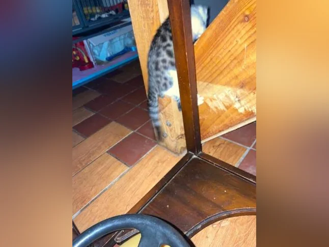 Chaton lynx bingal thumbnail 3