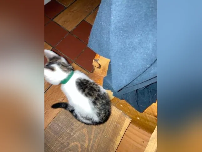 Chaton lynx bingal thumbnail 4