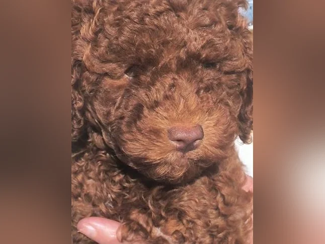 Rare Caniche Nain Mâle Rouge Foncé – 9-11 lbs adulte