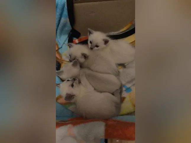 Tous réserve ***Chatons siamois née le 27 avril prêt à être réservé