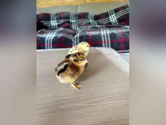 Poussins Welsumer, Brahma et Olive egger