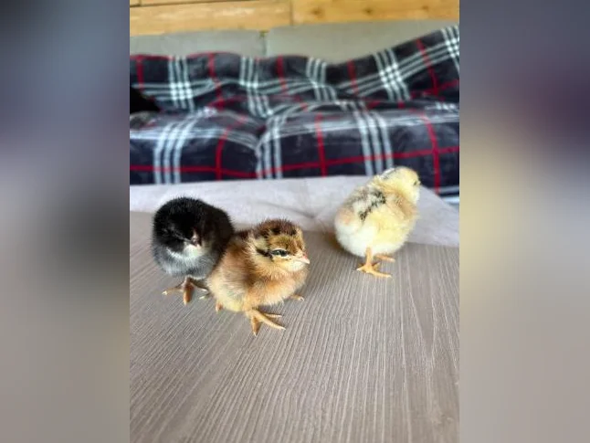 Poussins Welsumer, Brahma et Olive egger thumbnail 2