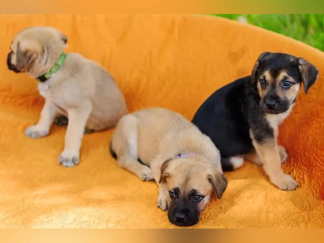 Chiot Cane Suisse thumbnail 10