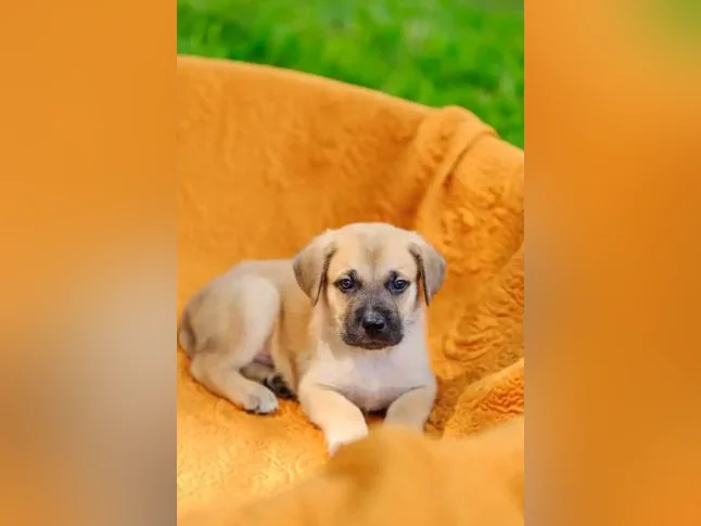 Chiot Cane Suisse thumbnail 7