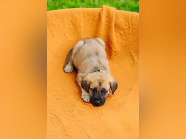 Chiot Cane Suisse thumbnail 4