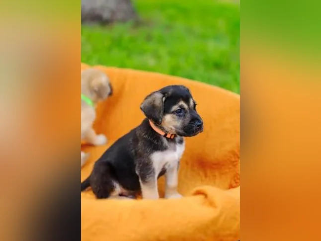 Chiot Cane Suisse thumbnail 9