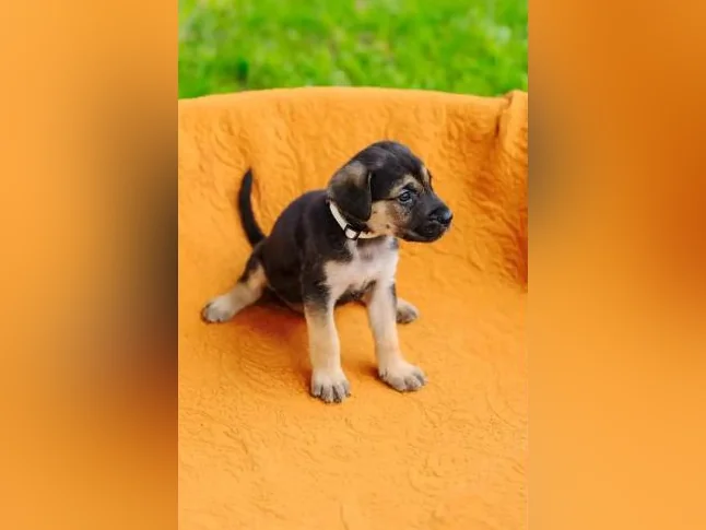 Chiot Cane Suisse thumbnail 2