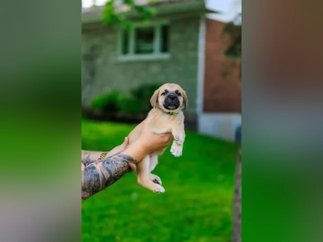 Chiot Cane Suisse thumbnail 8