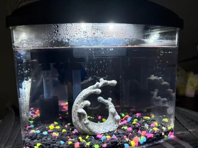 Poisson betta