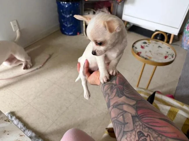 Miniature micro TCUP chichi (-3lbs.adulte)