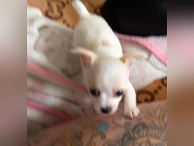 Miniature micro TCUP chichi (-3lbs.adulte) thumbnail 5