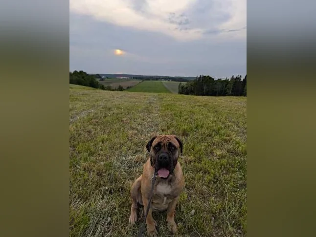 Cane corso femelle thumbnail 2