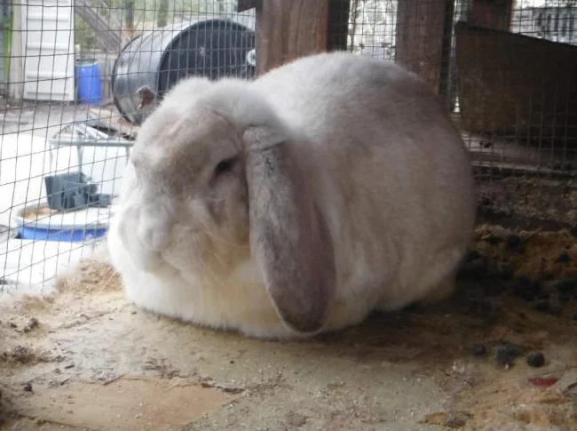 lapin géant bélier mal adulte génétique de continantal A $75