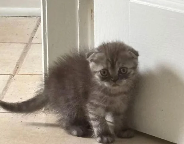 Purebred Scotish fold male kitten rehome